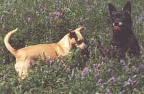 Pog and Quito in the clover